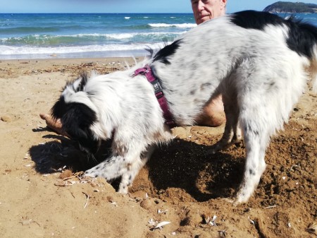 22-il-cane-gilda-mentre-scava